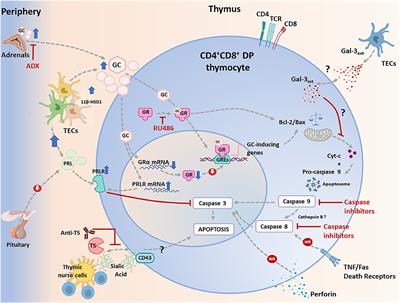 The Thymus in Chagas Disease: Molecular Interactions Involved in Abnormal T-Cell Migration and Differentiation